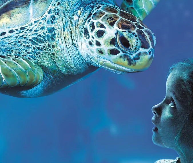 Girl looking at turtle in aquarium